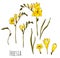 Hand drawn yellow freesia set illustration isolated on white background