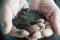 The hand of an elderly man holding a handful of earth in the palms Close-up of the hand of an elderly man holding a handful of