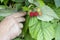 Hand of elderly woman is holding branch of raspberry. Bunch of the ripe berries on the green leaves background. Raspberry bush