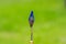 The hand of a European artist holds a mastekhin smeared in oil paint against the background of a green lawn. Blurred background.