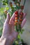 Hand of farmer carefully picking fresh cherry tomatoes from bush during harvest season close-up