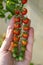 Hand of farmer carefully picking fresh cherry tomatoes from bush during harvest season close-up