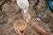 Hand of farmer feeding chicken, hen, duck and goose  with rice and grain at farm in the evening. Natural organic farming concept