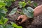 Hand of a farmer giving dry horse dung fertilize