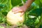 Hand of farmer on a growing pumpkin Cucurbita