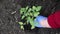 Hand farmer grows a young plant seedlings in the soil in spring. Gardening and Farming Concept
