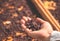 Hand of farmer holding raisin with drying board in sunlight vineyard background