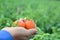 Hand farmer holding red tomato