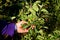 Hand of a farmer holding unripe apple n an orchard