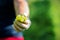 Hand of farmer holding white grapes on hand vineyard