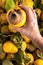 Hand of farmer with large rotted quince apple