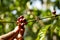 Hand farmer picking coffee in the plant