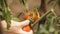Hand farmer picks ripe tomatoes