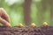 Hand of farmer planting a black seeds of Afzelia, Doussie or Makha mong tree in soil. Growth and environment concept