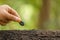 Hand of farmer planting a black seeds of Afzelia, Doussie or Makha mong tree in soil. Growth and environment concept