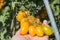 Hand of farmer select yellow cherry tomato growing in field plant agriculture farm