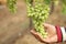 Hand of farmer in September check and collects the selected grape bunches in India maharastra nasik for the great harvest. bio con