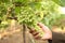 Hand of farmer in September check and collects the selected grape bunches in India maharastra nasik for the great harvest. bio con