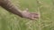 Hand of farmer touches crops in autumn fall, close-up of farm worker checking