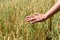 Hand of farmer touches ears of rye oats. Green ears with seeds of cereals rye wheat oats