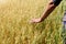 Hand of farmer touches ears of rye oats. Green ears with seeds of cereals rye wheat oats