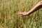 Hand of farmer touches ears of rye oats. Green ears with seeds of cereals rye wheat oats