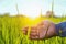 hand farmer touching green rice in farm