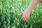 Hand of a farmer touching ripening wheat ears in early summer. Male hand touching a golden wheat ear in the wheat field. Hand touc