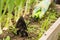 Hand Of Farmer Weeding Tool Hoe Grass In Vegetable Garden.