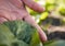 Hand, farming and a ladybug in the garden with a person outdoor for sustainability or agriculture closeup. Nature