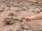 Hand feeding of the Barbary ground squirrel . Fuerteventura. Canary Islands. Spain.