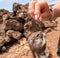 Hand feeding of the Barbary ground squirrel . Fuerteventura. Canary Islands. Spain.