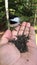 Hand Feeding black capped chickadee with  Seeds in Park.