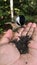 Hand Feeding black capped chickadee with  Seeds in Park.