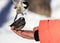 Hand feeding a black-capped chickadee sunflower seeds