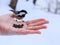 Hand feeding a black-capped chickadee sunflower seeds