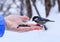 Hand feeding a black-capped chickadee sunflower seeds