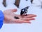 Hand feeding a black-capped chickadee sunflower seeds