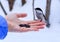 Hand feeding a black-capped chickadee sunflower seeds