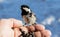 Hand feeding a black-capped chickadee sunflower seeds