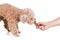 Hand feeding chunky raw meat barf diet to healthy dog on white background