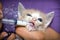 Hand-feeding a cute orphaned baby kitten, with milk replacer in