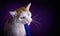 Hand feeding funny longhair cat treat stick on purple background.