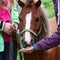 Hand Feeding a funny pony colt with freshly collected apples outdoors in summer