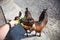 Hand feeding goats in Musandam, Oman.