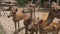 Hand feeding a group of deers in a farm