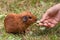 Hand feeding guinea pig