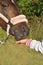 Hand feeding horse