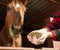 Hand feeding of horse. Care and love for the animals. Close up