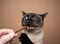 hand feeding hungry seal point siamese cat with treats stick